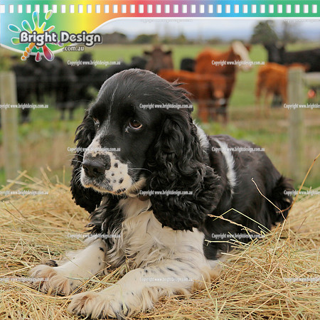Pet Dog 'Maggie" - Private Photo Shoot