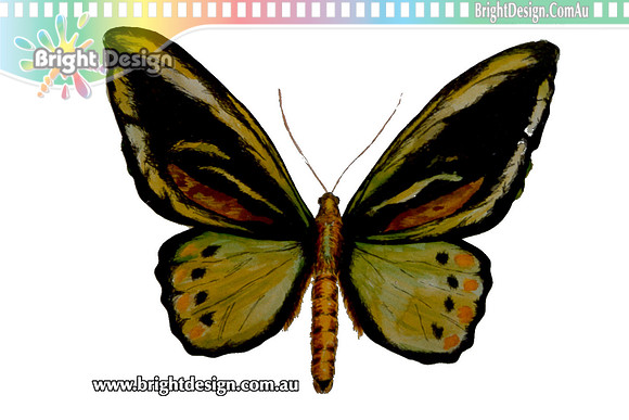 Fine Art Illustration - Medium Study Butterfly 5 by Michelle Porobic