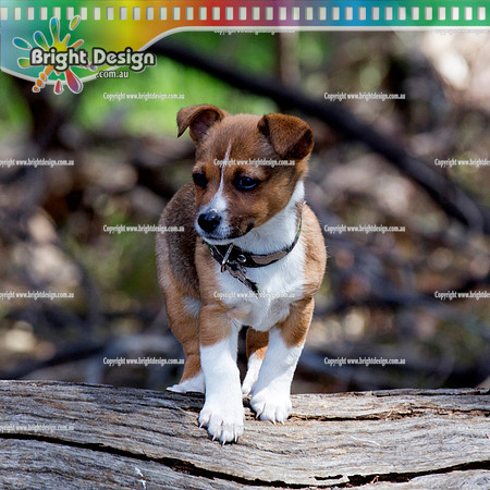 Bright Design Pet Portrait Photo Shoots Available contact us to make an app  (105)