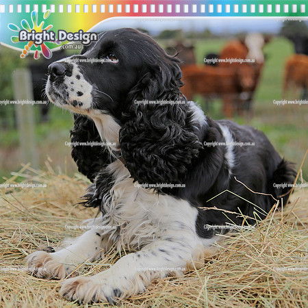 Bright Design Pet Portrait Photo Shoots Available contact us to make an app  (103)