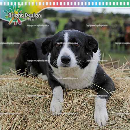 Bright Design Pet Portrait Photo Shoots Available contact us to make an app  (100)