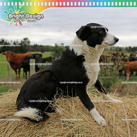 Bright Design Pet Portrait Photo Shoots Available contact us to make an app  (101)