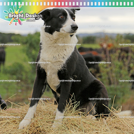 Bright Design Pet Portrait Photo Shoots Available contact us to make an app  (102)