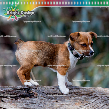 Bright Design Pet Portrait Photo Shoots Available contact us to make an app  (104)