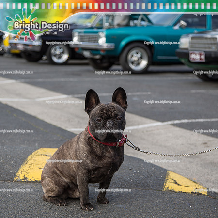 Kingpin Kuztums Are you vegas enough @ Sandown Park Hotel  26 July 2015  (1081)-2  FRENCHIE DOG