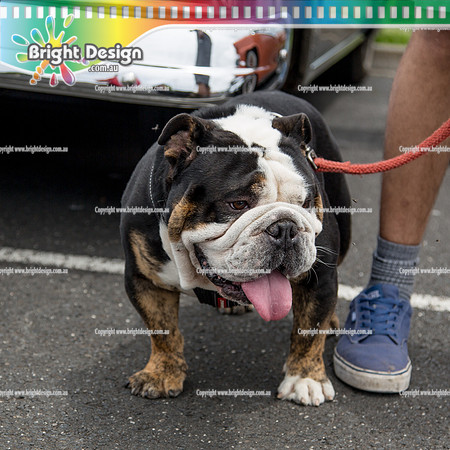 Kingpin Kuztums Christmas Party @ Chealsea Heights  29 Nov 2015 (3139)  DOG