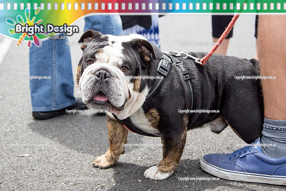 Kingpin Kuztums Christmas Party @ Chealsea Heights  29 Nov 2015 (3132)  DOG