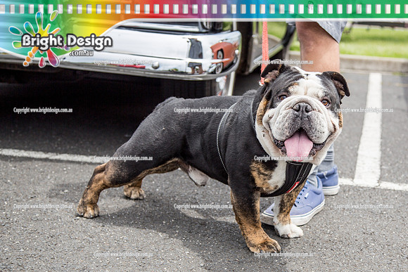 Kingpin Kuztums Christmas Party @ Chealsea Heights  29 Nov 2015 (3136)  DOG