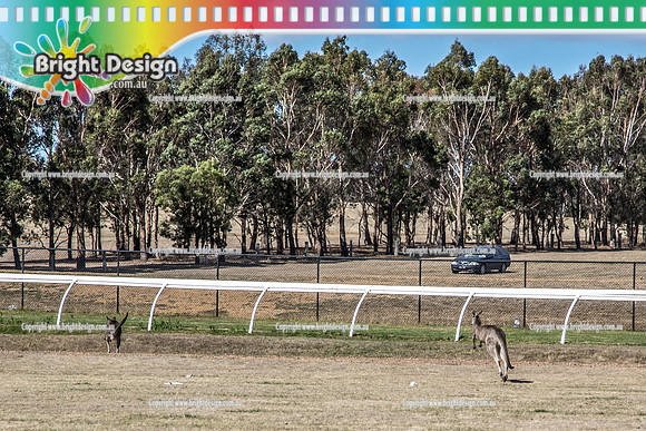 Picnic at Hanging Rock - 14 Feb 2016  (1160) KANGAROOS