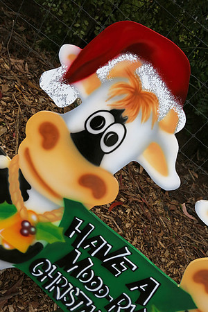 5-A-05 Cow 1 in  Moooory Christmas Outdoor Christmas Decoration  (1)