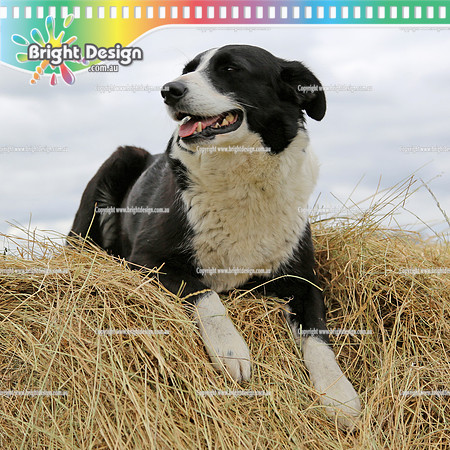 Pet Dog 'Nel' - Private Photo Shoot